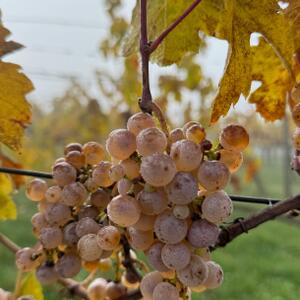 #pulverm&auml;cher #eiswein
