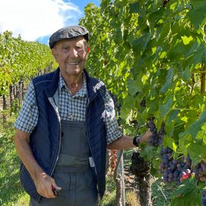 Opa Hummel (96)gibt dem Sine den letzten Schliff. #weingutaldinger #vdp_wasfuerweine #wine #remstal #württemberg…